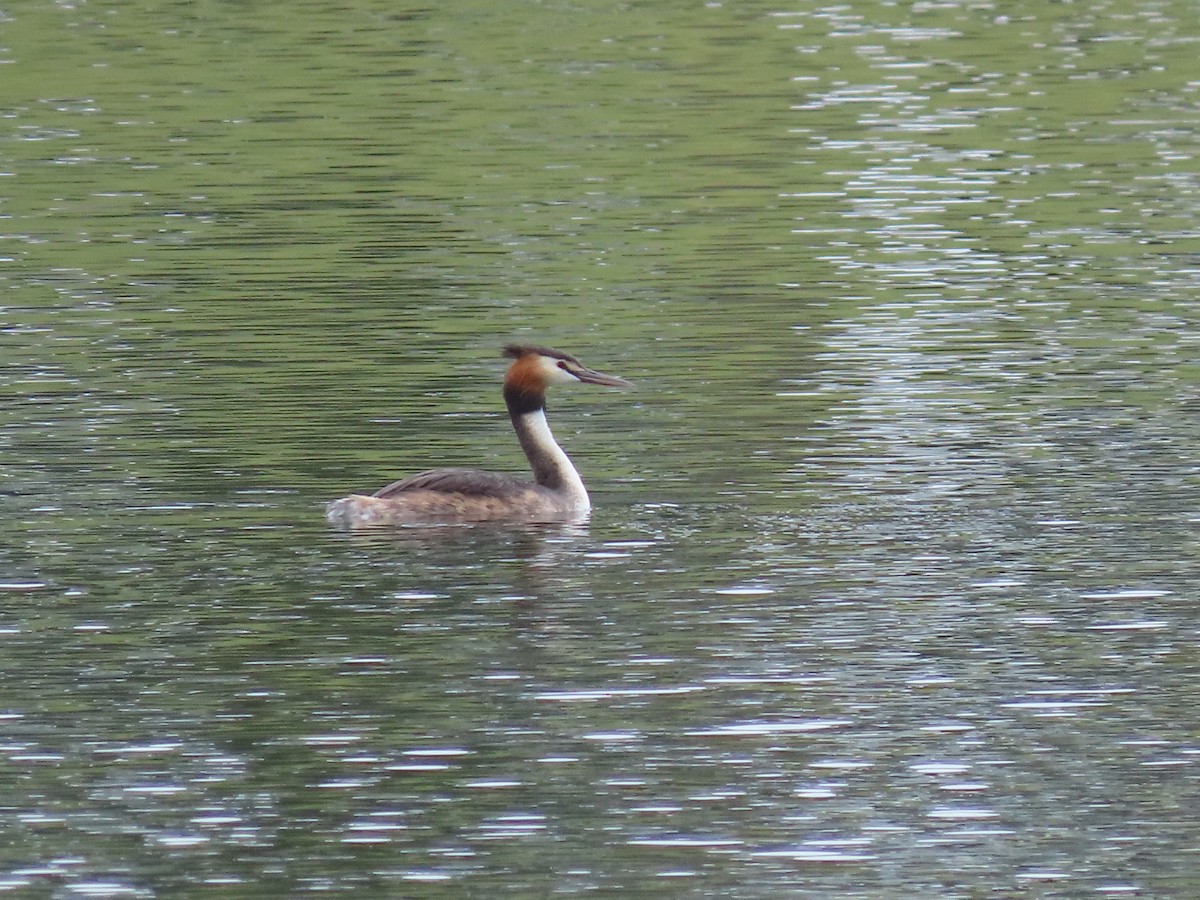 Great Crested Grebe - ML621058120