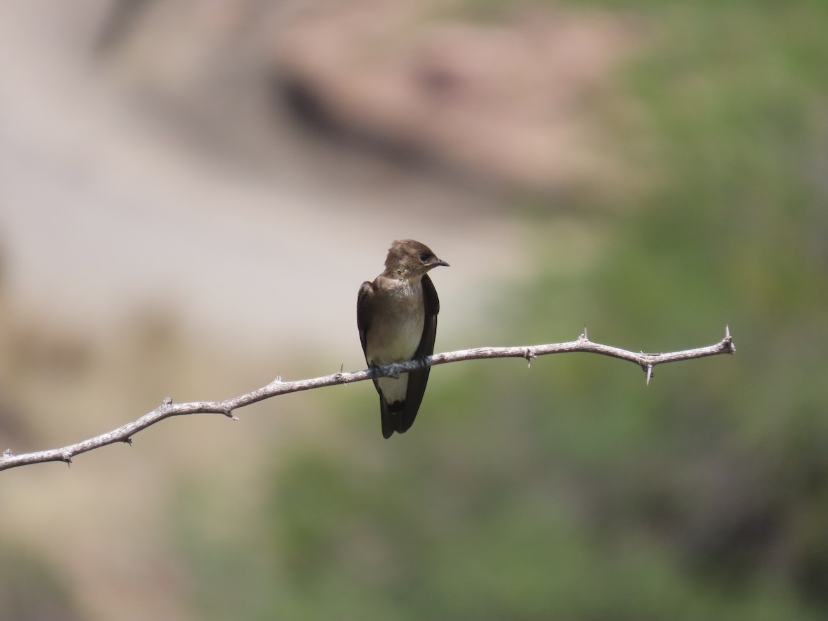 Southern Rough-winged Swallow - ML621058147