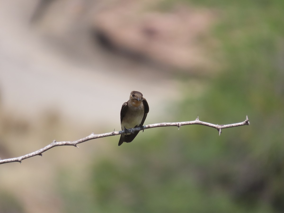 Southern Rough-winged Swallow - Jhon Gaitan Guerron
