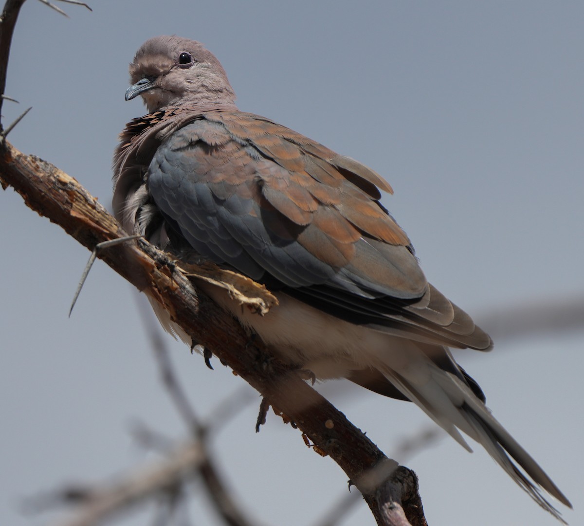 Laughing Dove - ML621058166