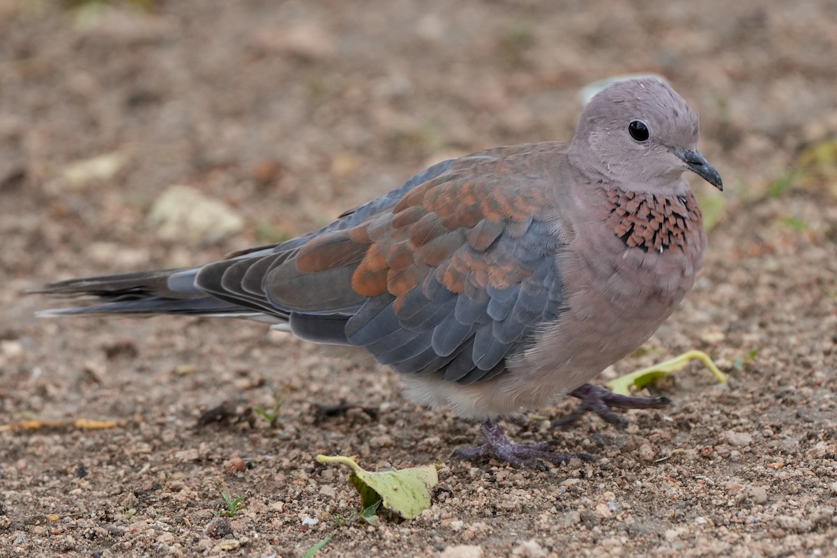 Laughing Dove - ML621058168