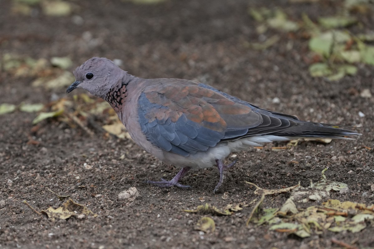 Laughing Dove - ML621058169