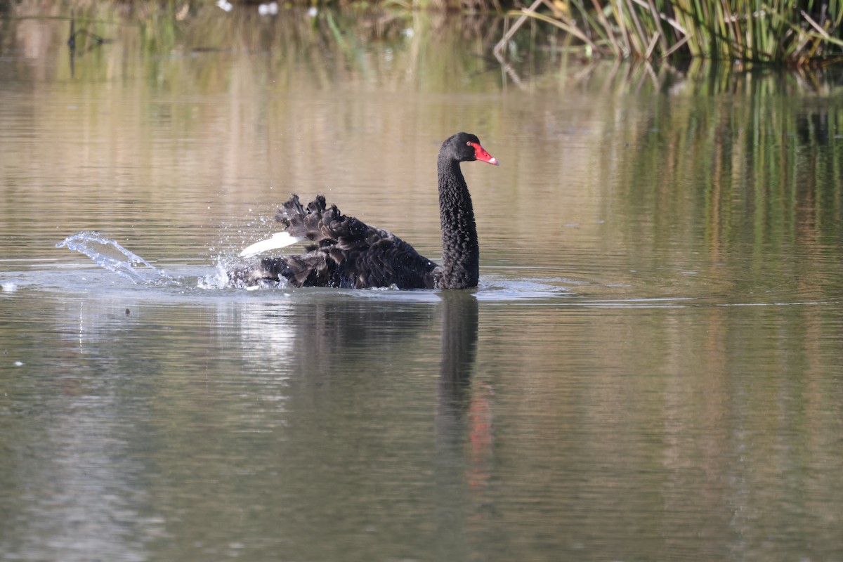 Black Swan - ML621058208