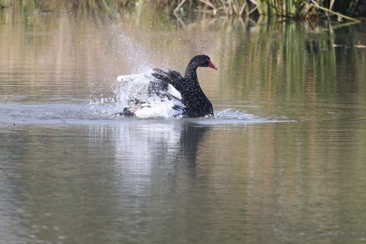 Black Swan - ML621058209