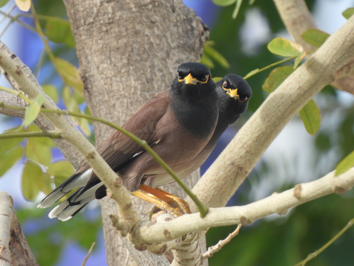 Common Myna - Adrián Colino Barea