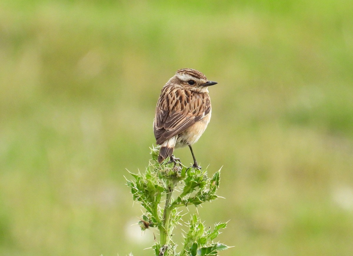 Whinchat - ML621058238