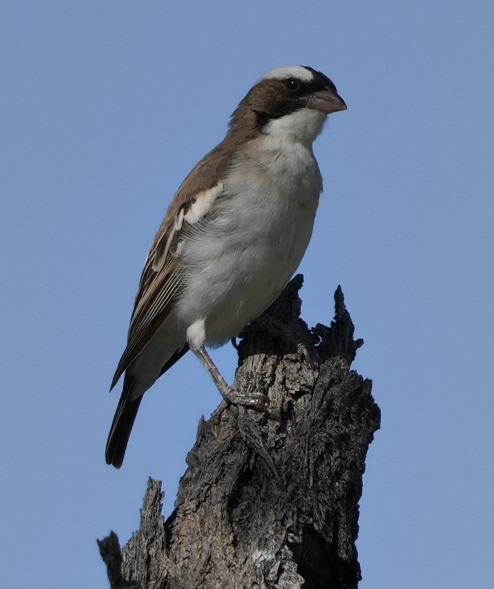 White-browed Sparrow-Weaver - ML621058239