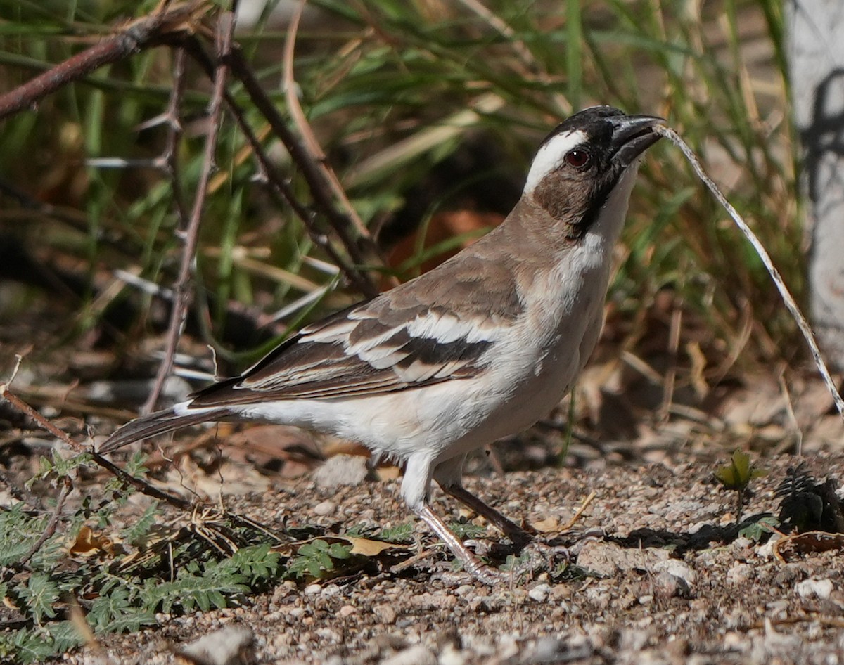 White-browed Sparrow-Weaver - ML621058240