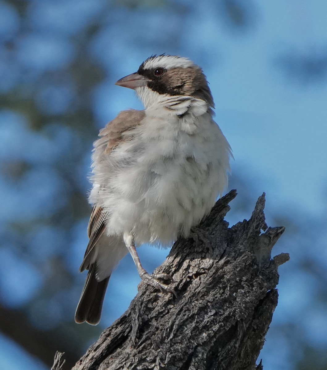 White-browed Sparrow-Weaver - ML621058241