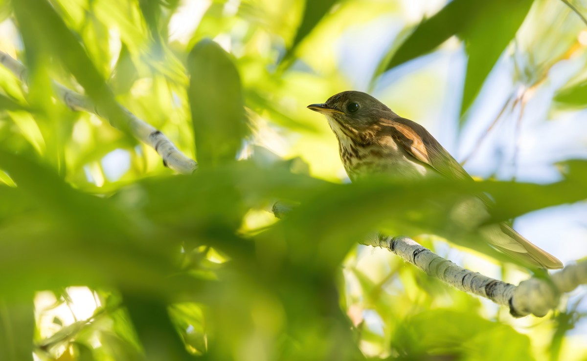 Veery - ML621058243