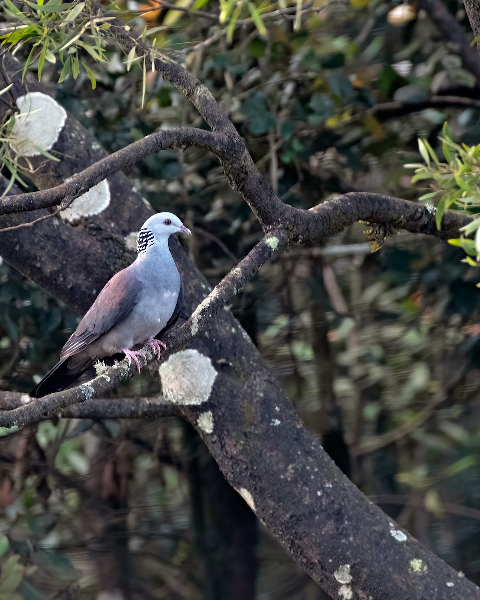 Nilgiri Wood-Pigeon - ML621058244