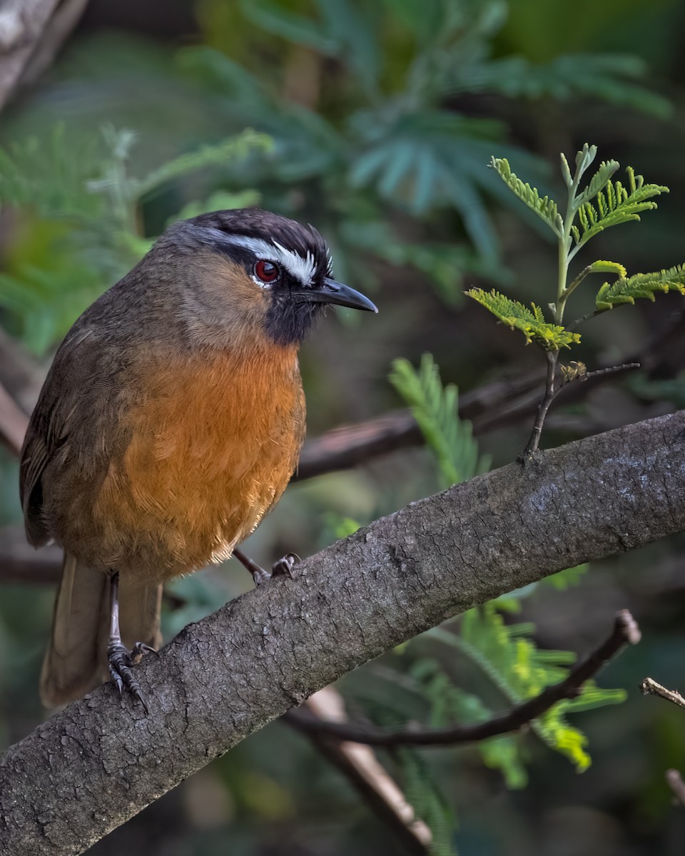Nilgiri Laughingthrush - ML621058252