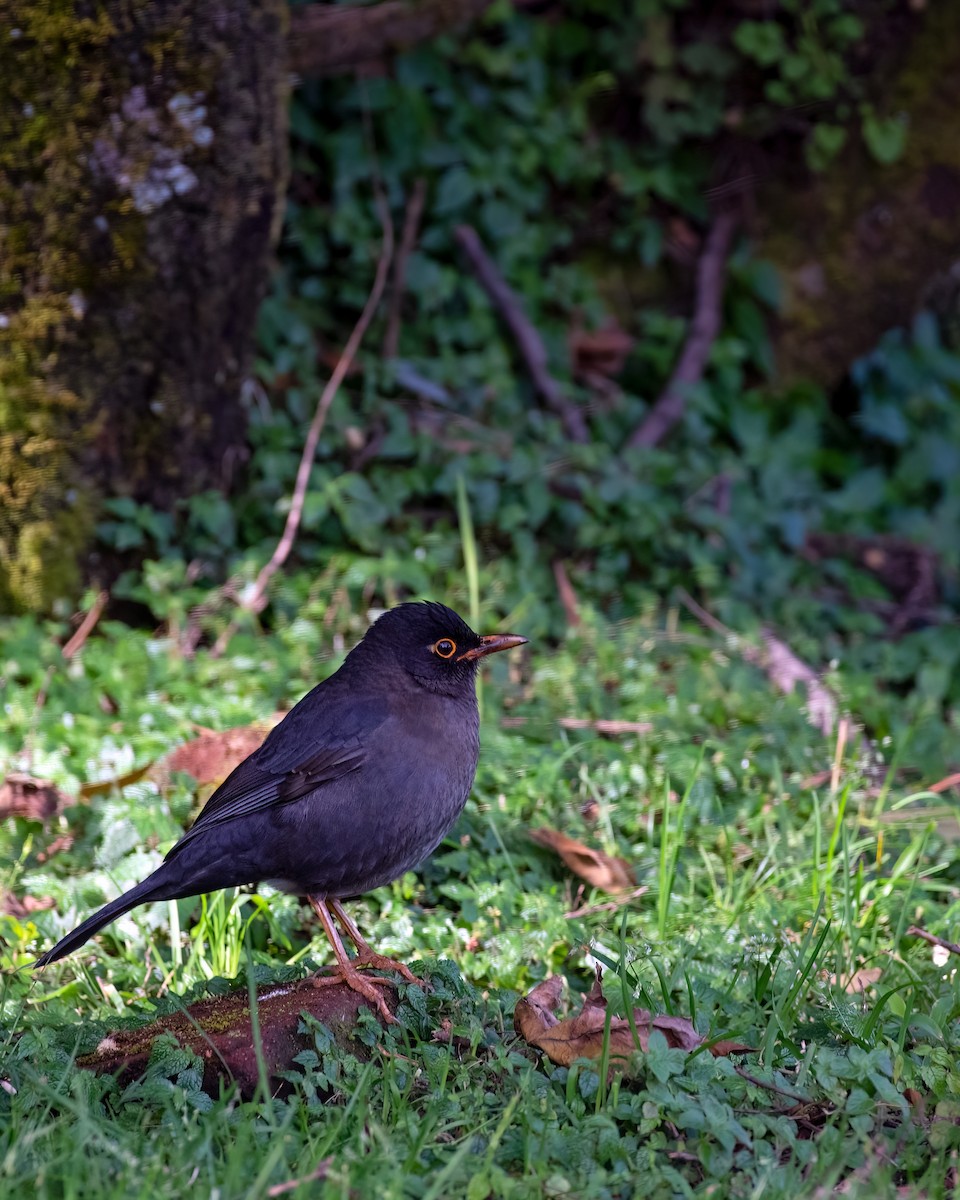 Indian Blackbird - ML621058253