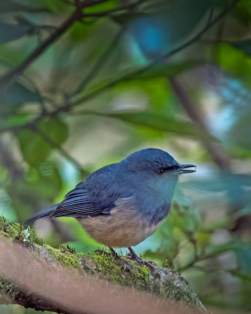 Nilgiri Sholakili - ML621058254