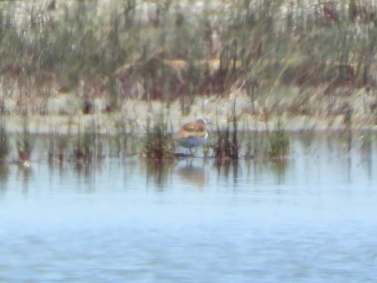 ארנריה אדמונית - ML621058262