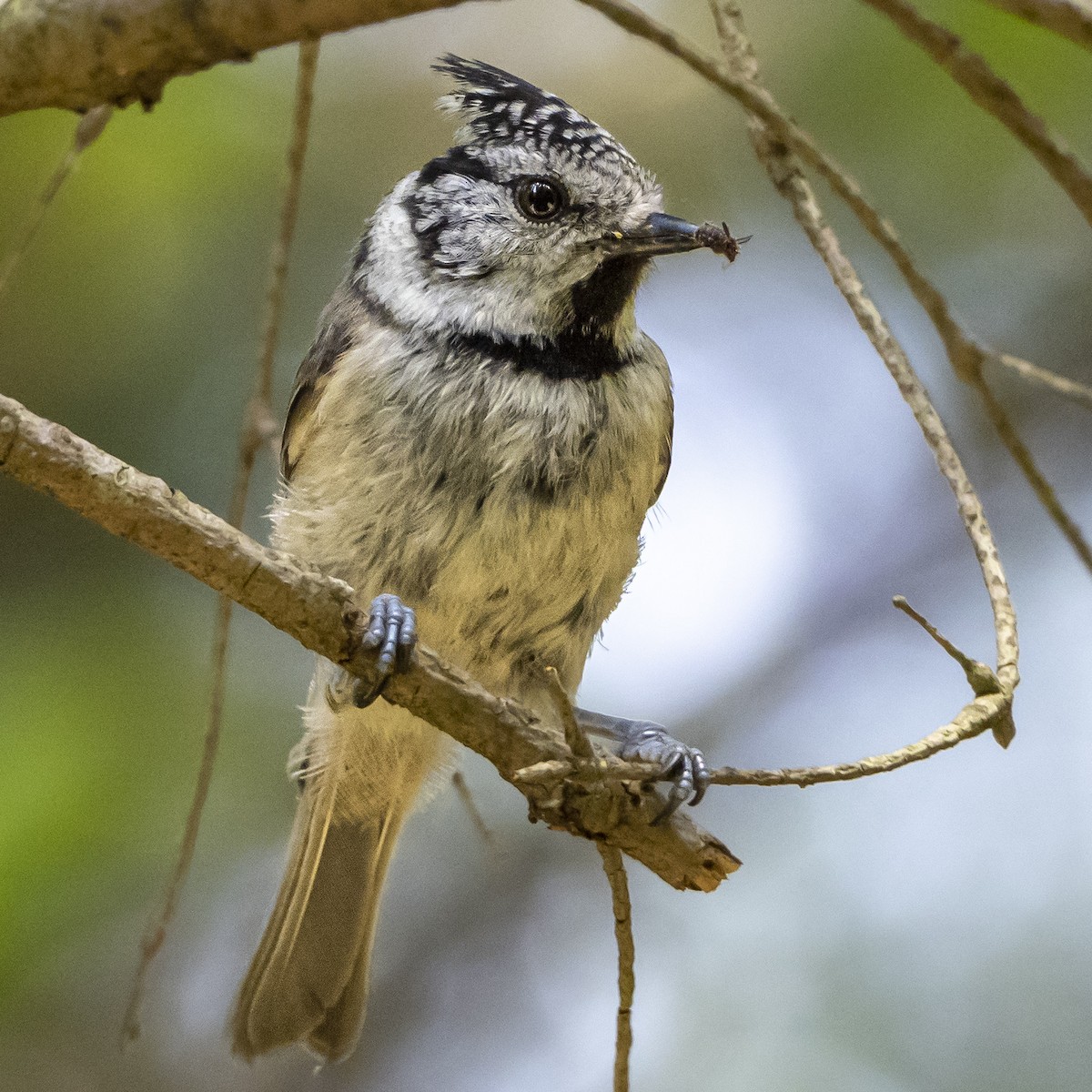 Crested Tit - ML621058279