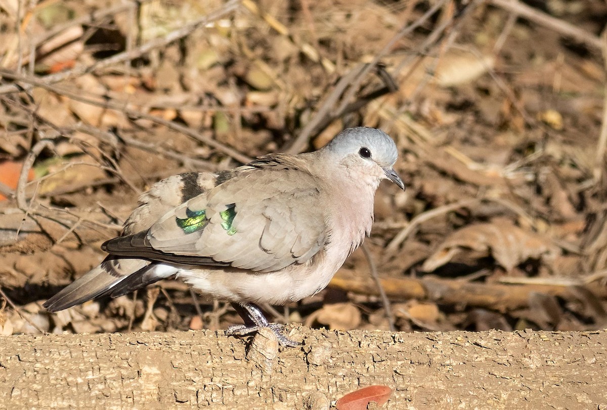 Emerald-spotted Wood-Dove - ML621058306