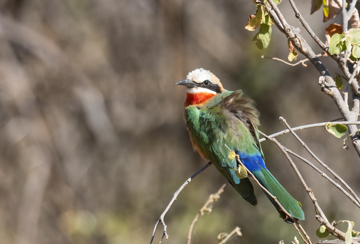 White-fronted Bee-eater - ML621058326