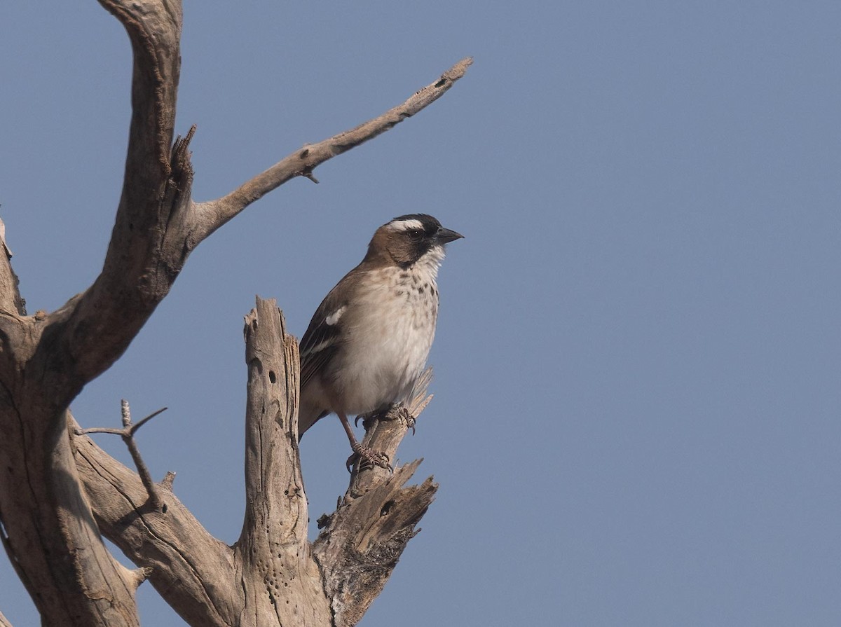 White-browed Sparrow-Weaver - ML621058349