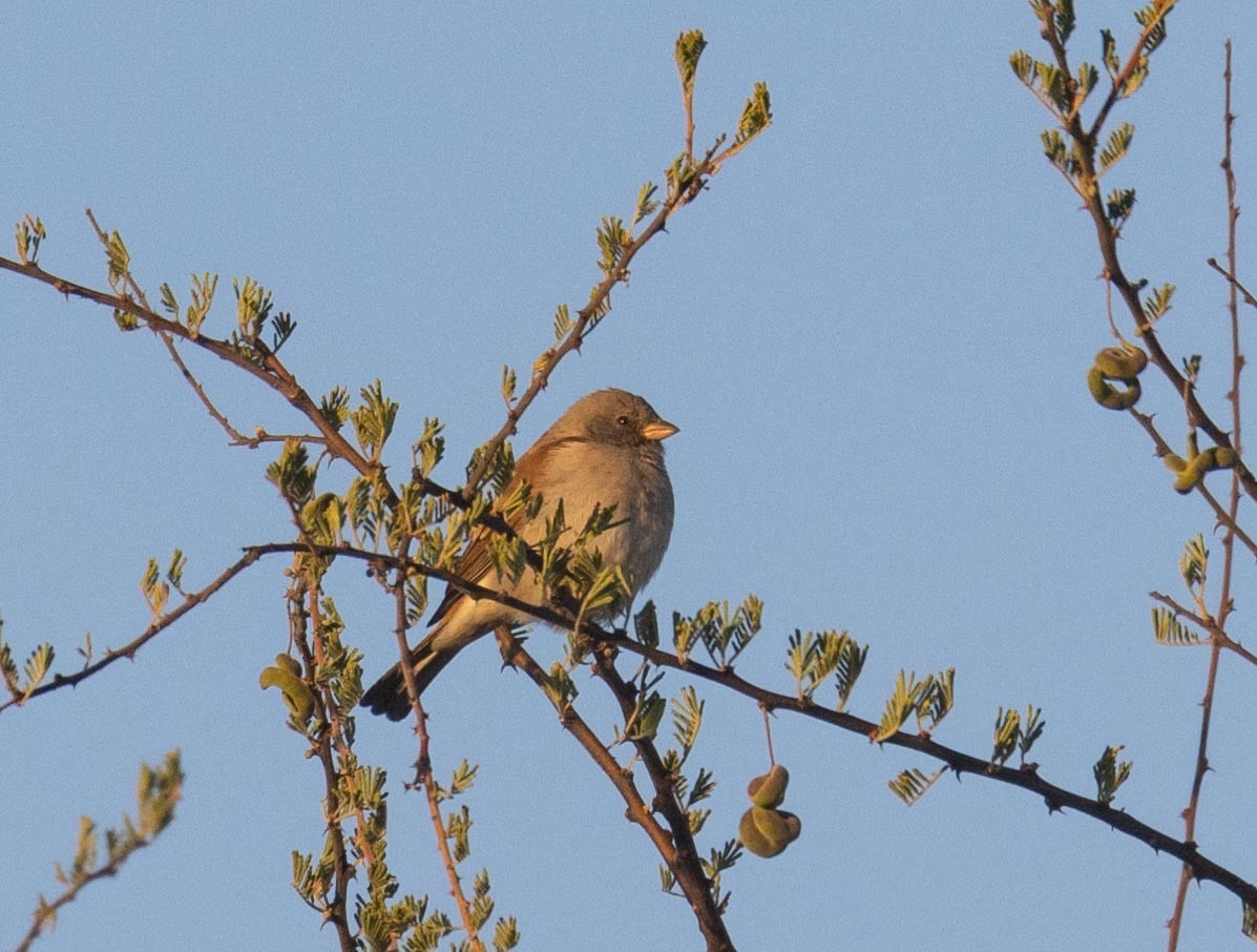 Southern Gray-headed Sparrow - ML621058351