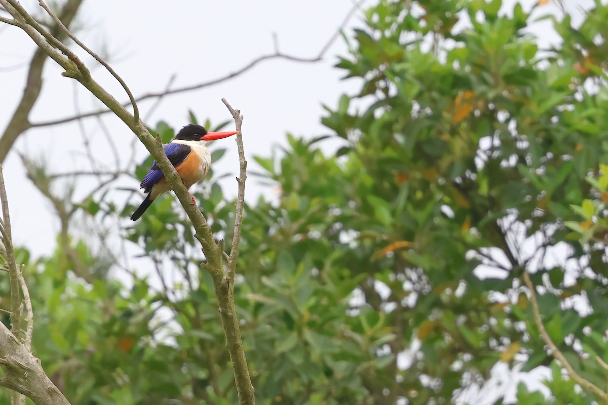 Black-capped Kingfisher - Con-gjie Lin