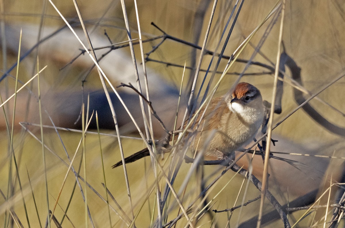 Spinifexbird - ML621058363