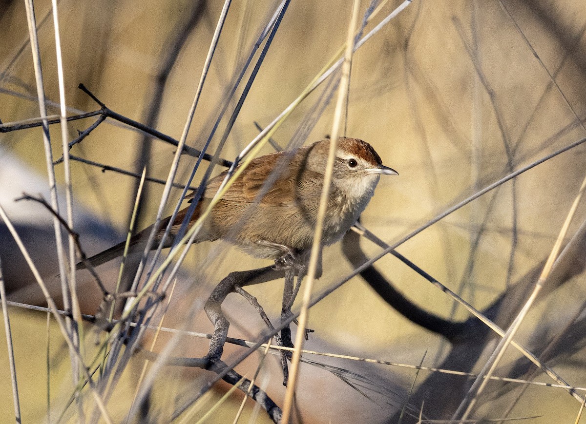 Spinifexbird - ML621058365