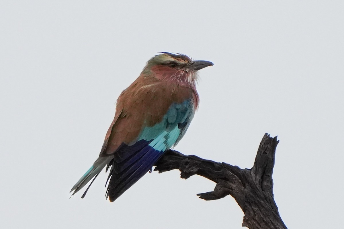 Lilac-breasted Roller - ML621058372
