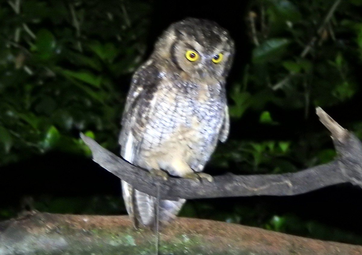 Tropical Screech-Owl - Jorge Eduardo Mariño Indaburu @SmartBirding