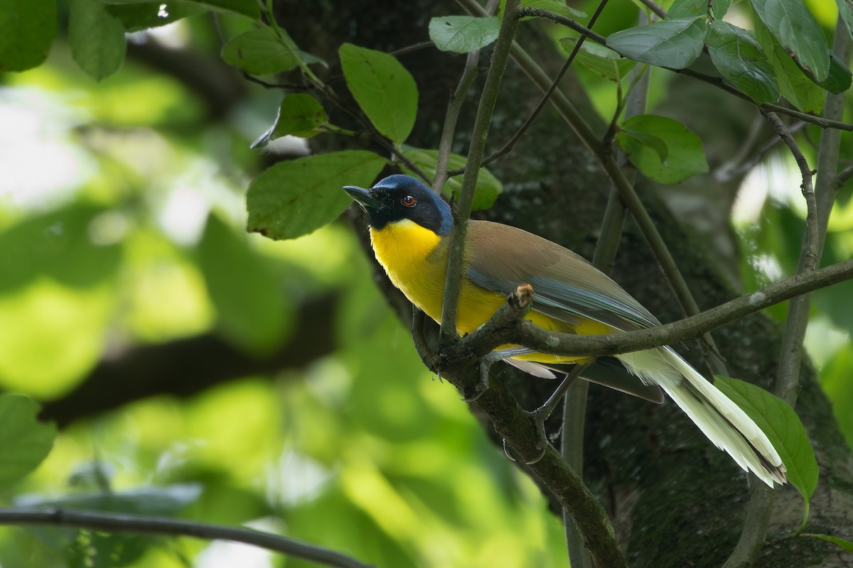 Blue-crowned Laughingthrush - ML621058417