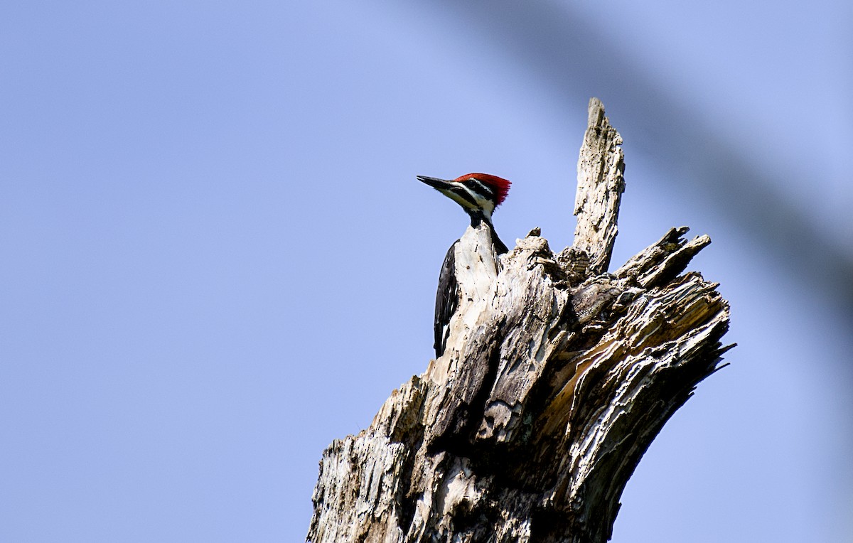 Pileated Woodpecker - ML621058442