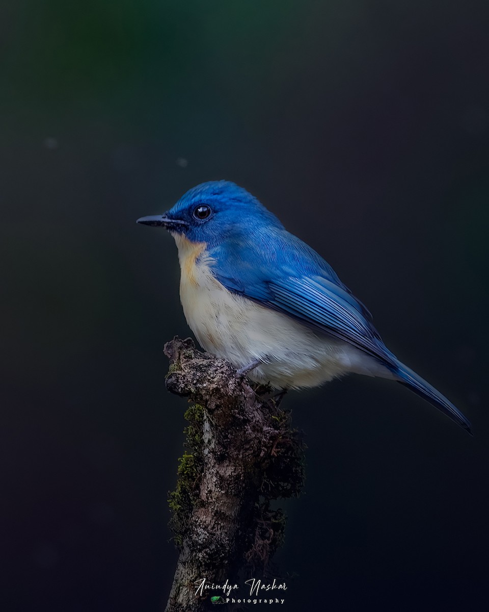 Tickell's Blue Flycatcher - ML621058454