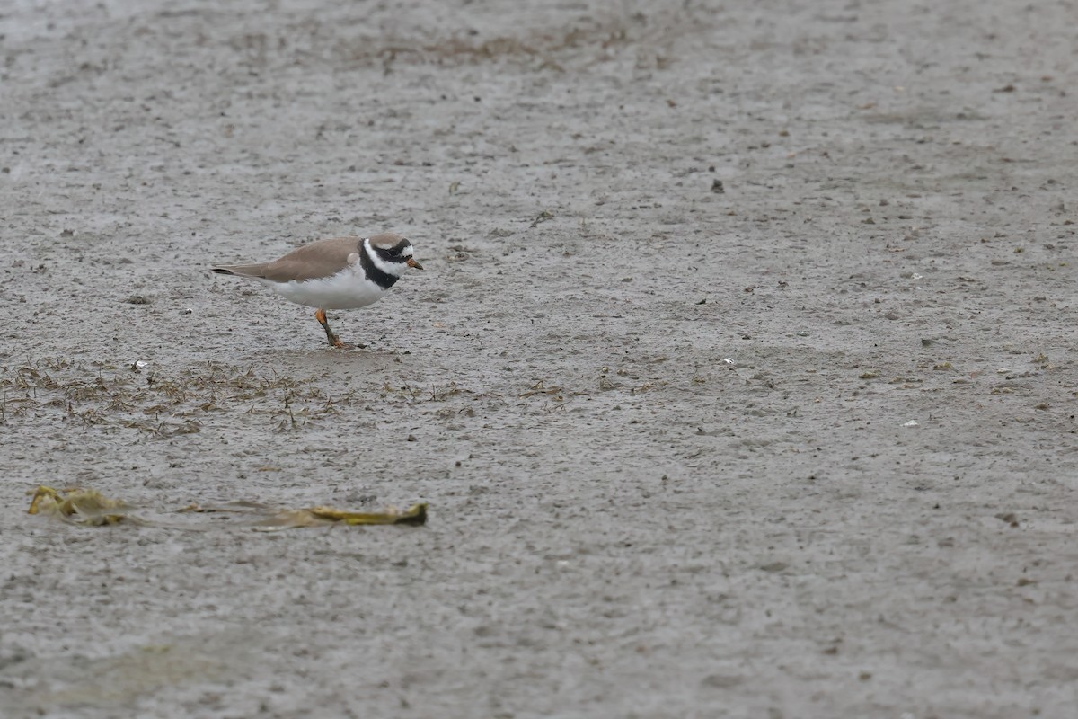 Common Ringed Plover - ML621058459