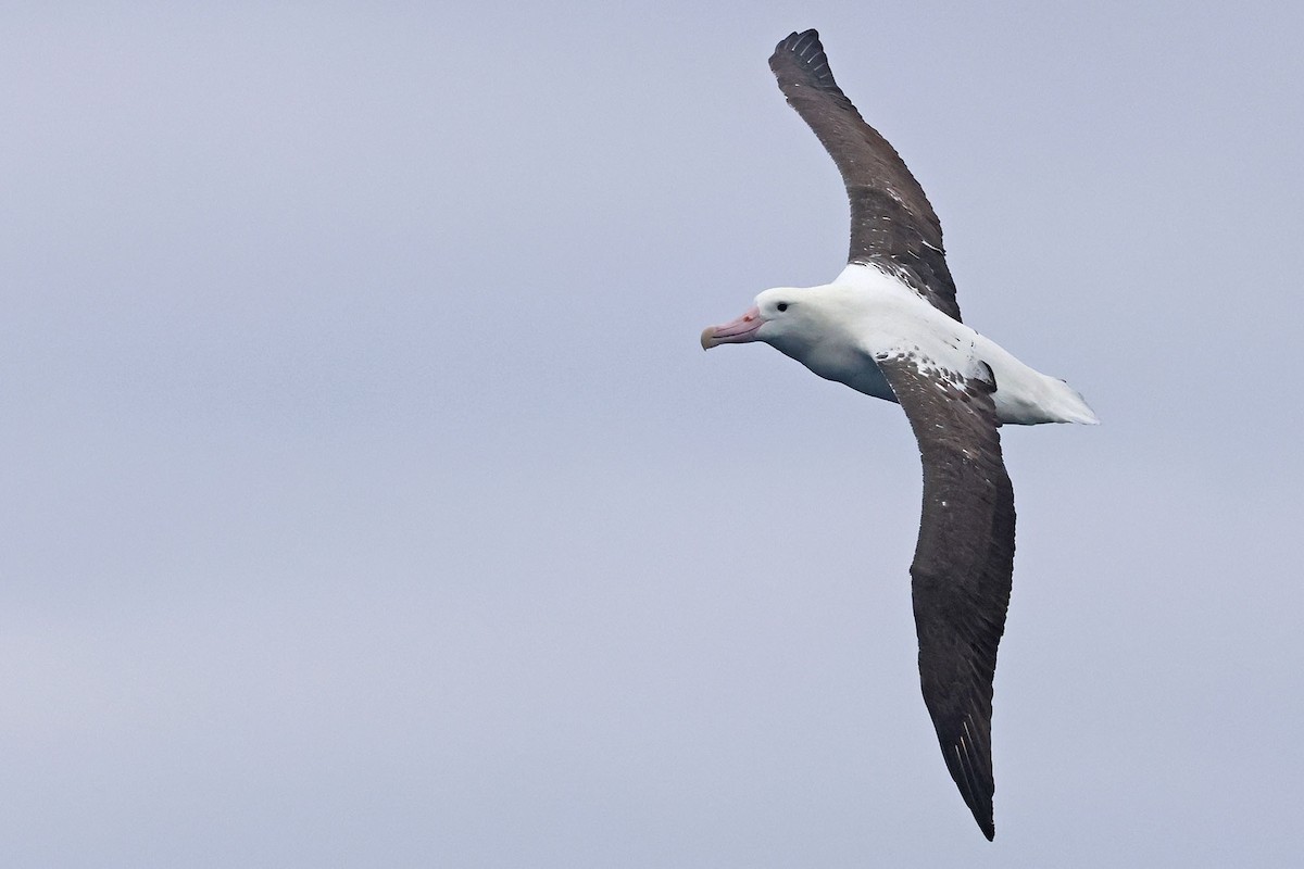 Northern Royal Albatross - ML621058488
