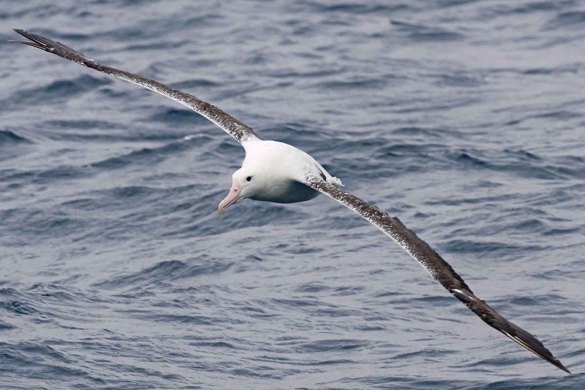 albatros královský - ML621058490