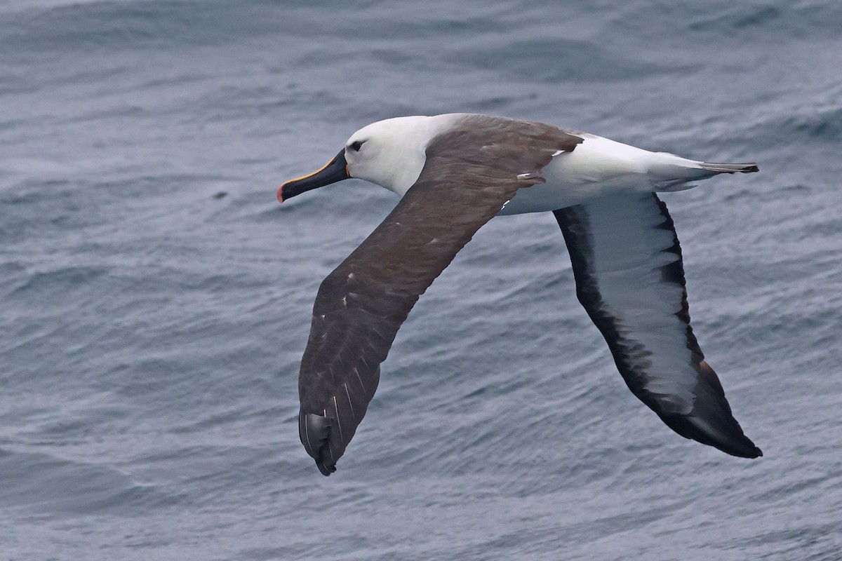 Indian Yellow-nosed Albatross - ML621058495