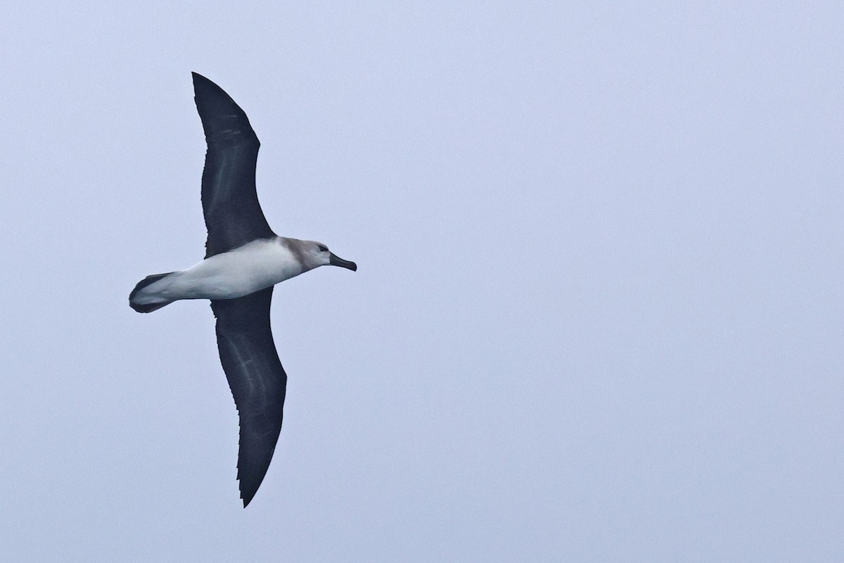 albatros šedohlavý - ML621058497