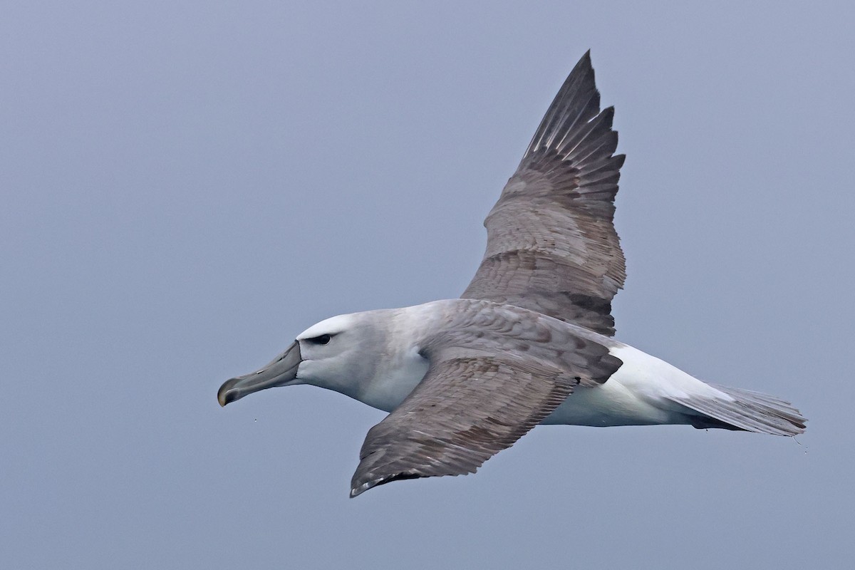 Белошапочный альбатрос (steadi) - ML621058501