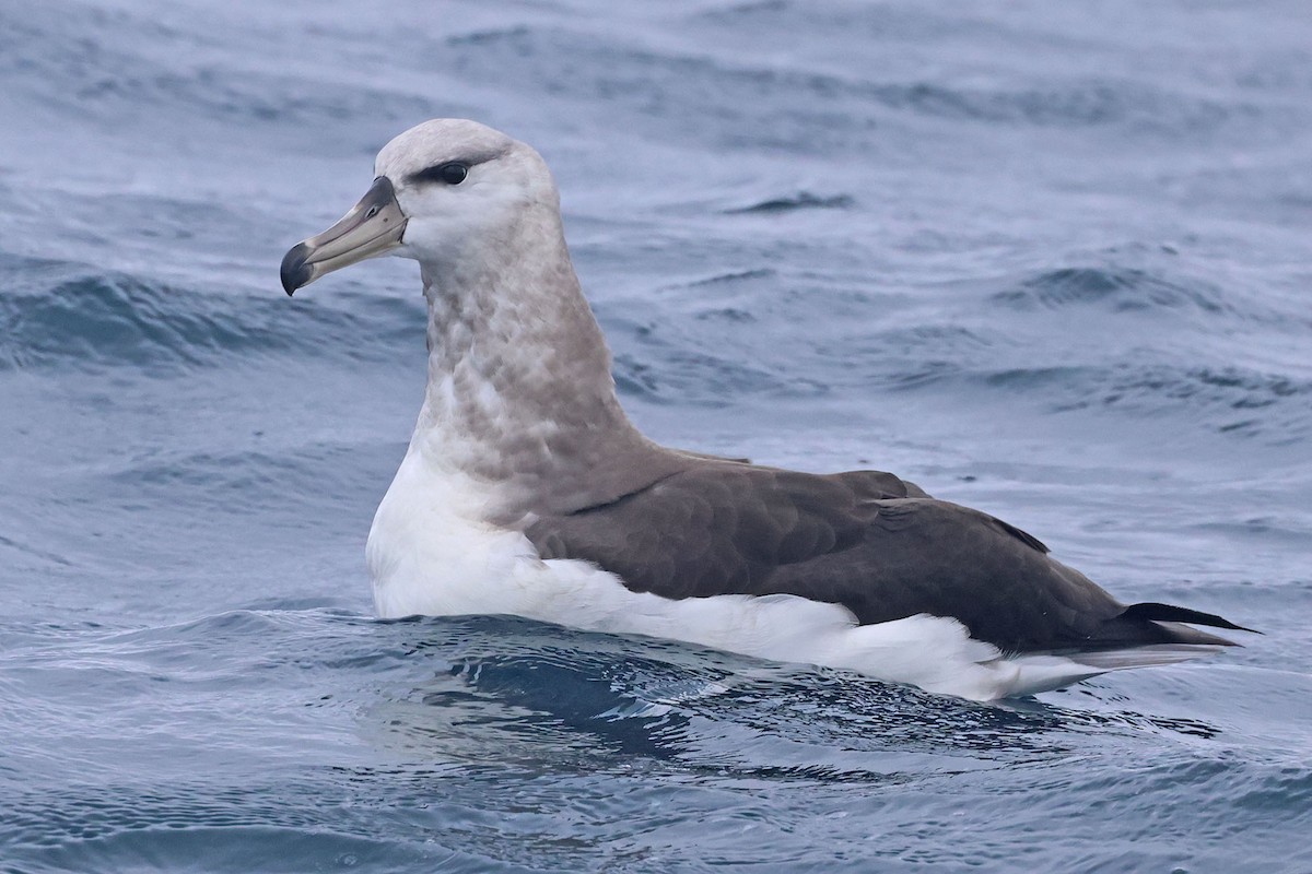 Black-browed Albatross (Black-browed) - Trevor Hardaker