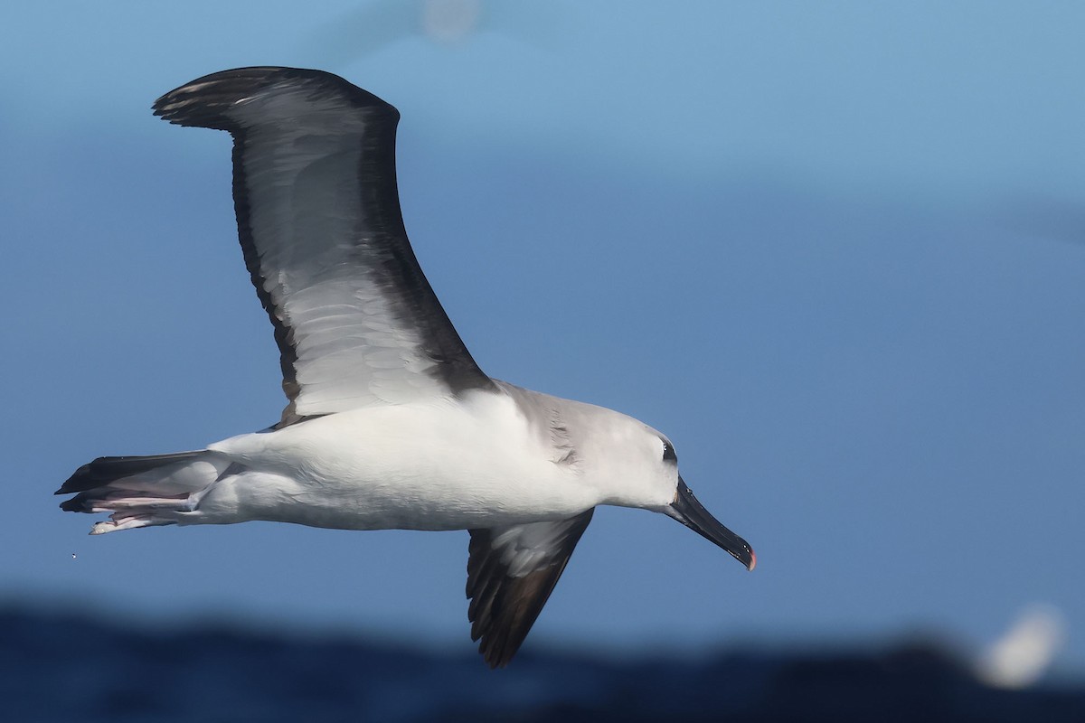 albatros pestrozobý - ML621058542