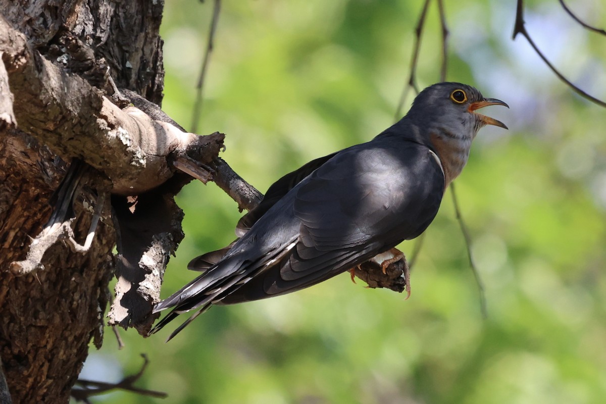 Red-chested Cuckoo - ML621058544