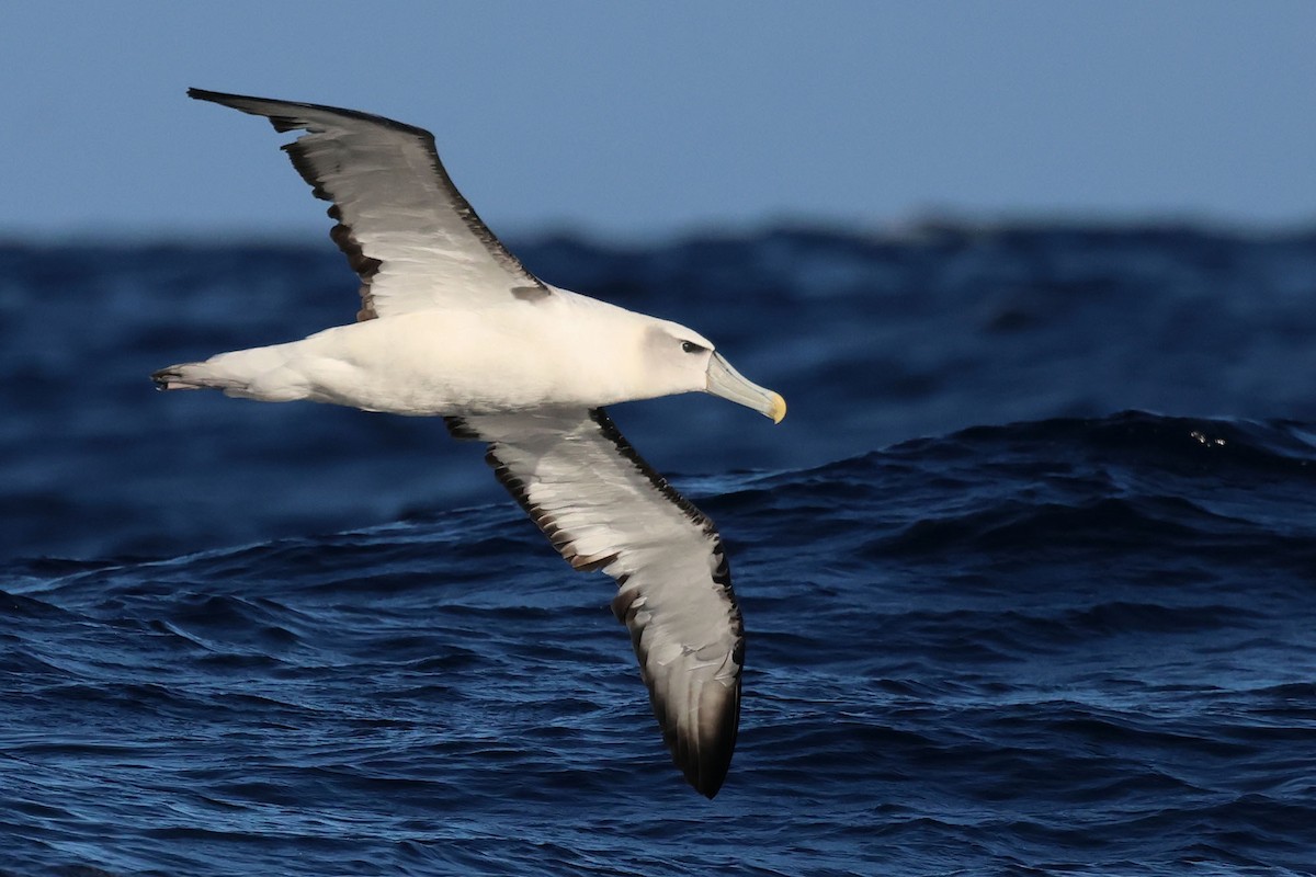 albatros šelfový (ssp. steadi) - ML621058545
