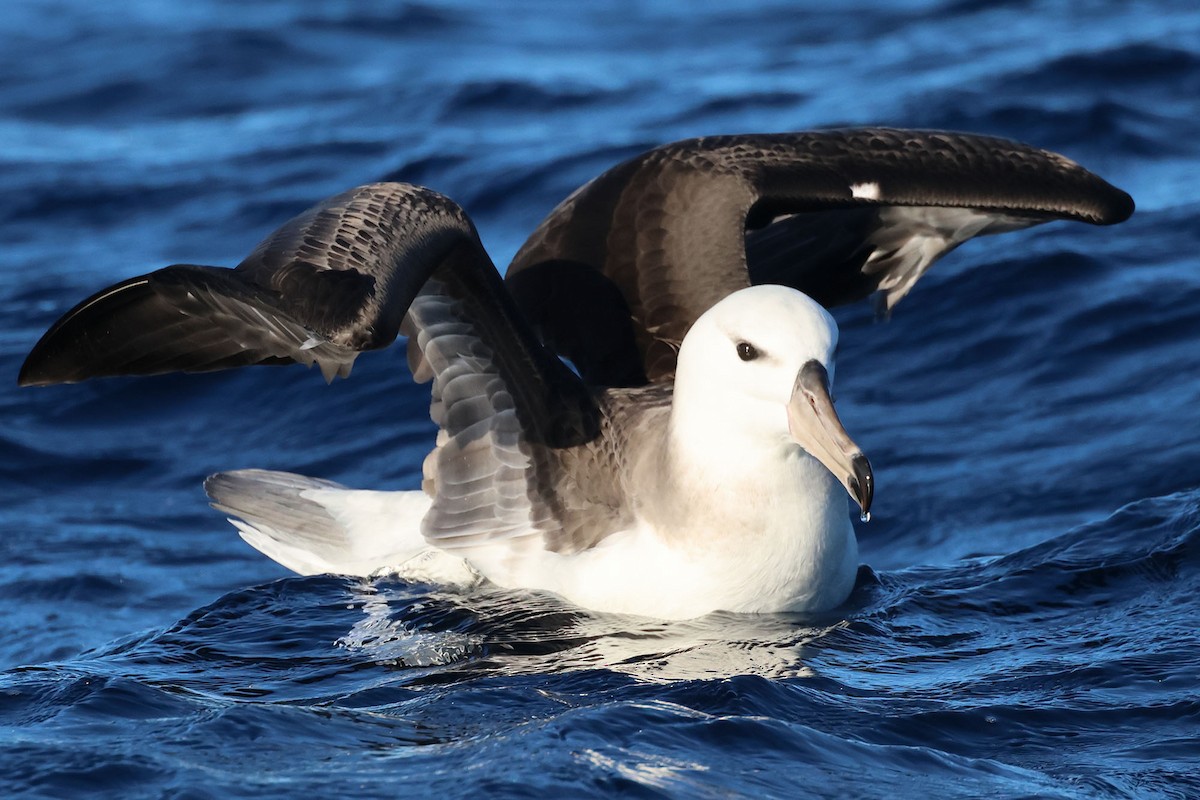 Kara Kaşlı Albatros (melanophris) - ML621058546