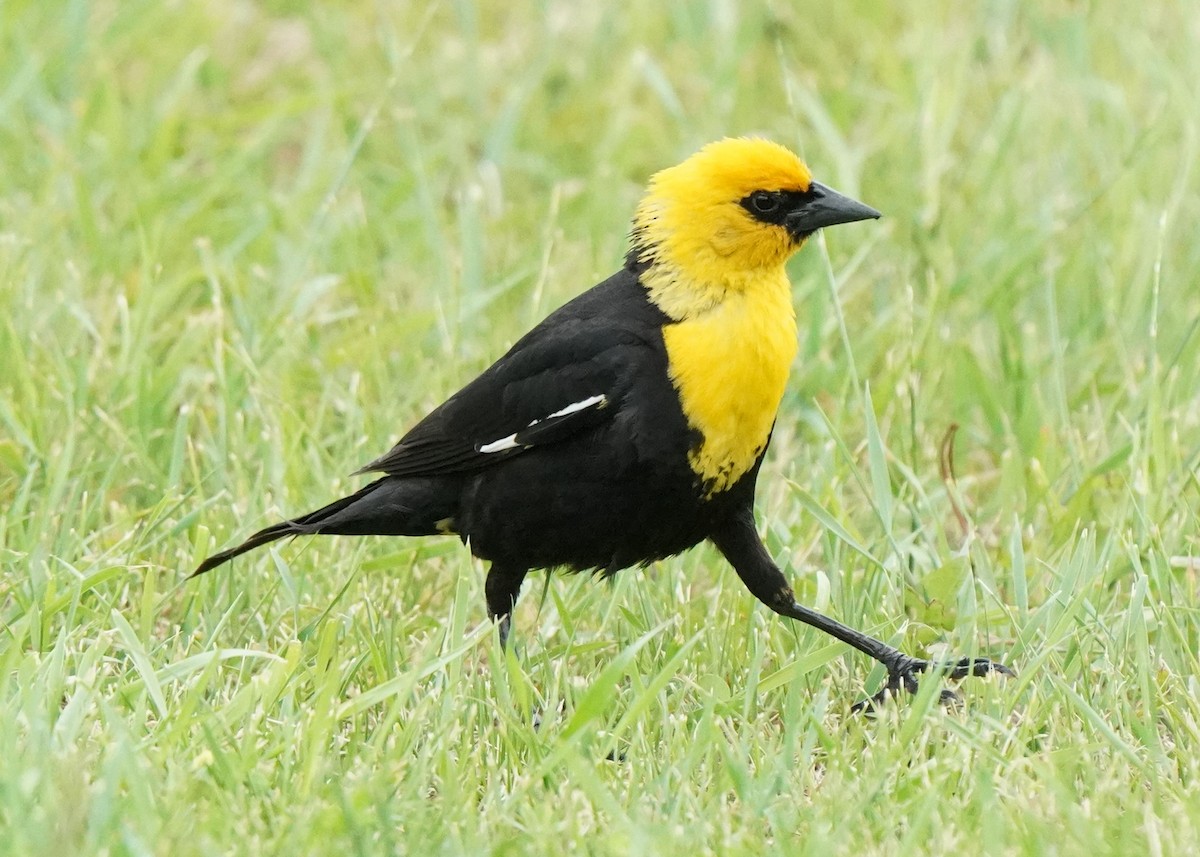 Yellow-headed Blackbird - ML621058582
