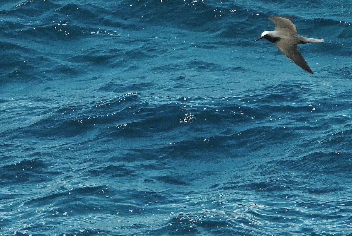 Black Noddy - ML621058595