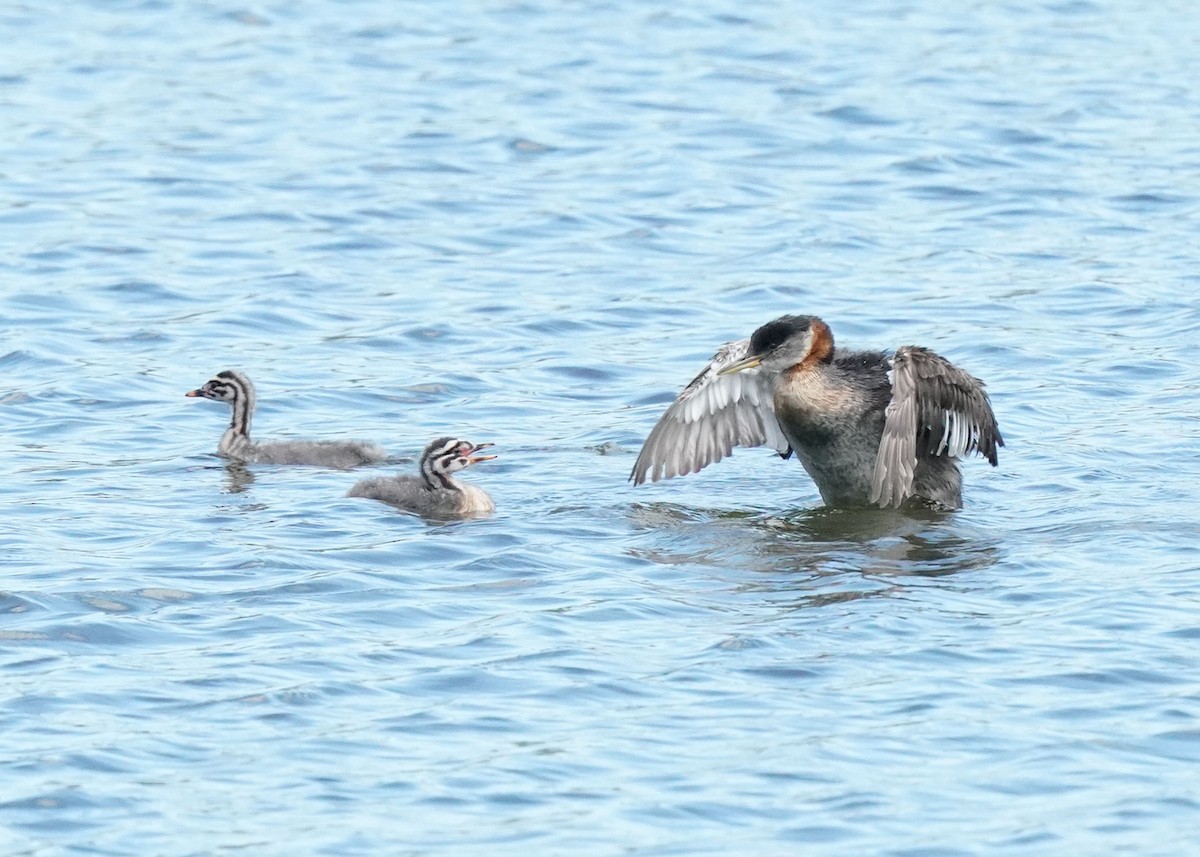 Red-necked Grebe - ML621058606
