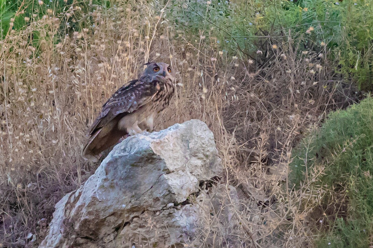 Eurasian Eagle-Owl - ML621058612
