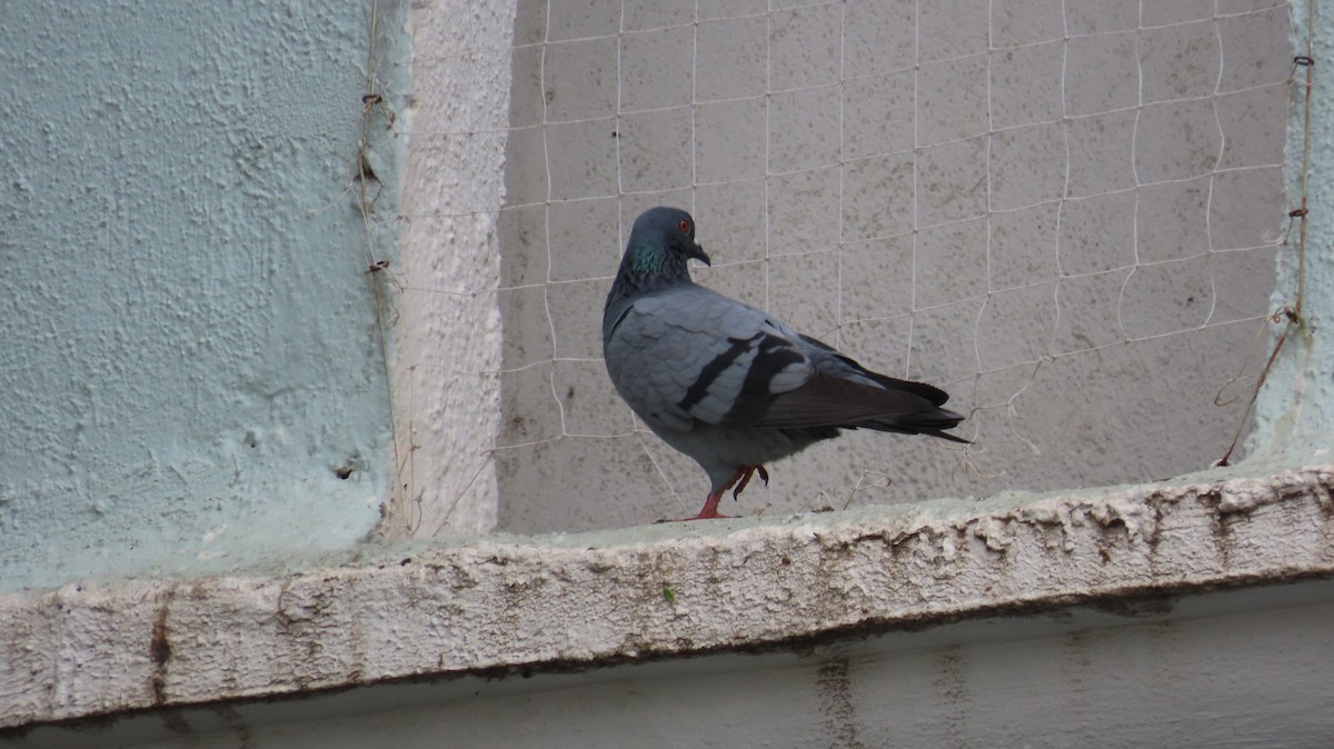 Pigeon biset (forme domestique) - ML621058625
