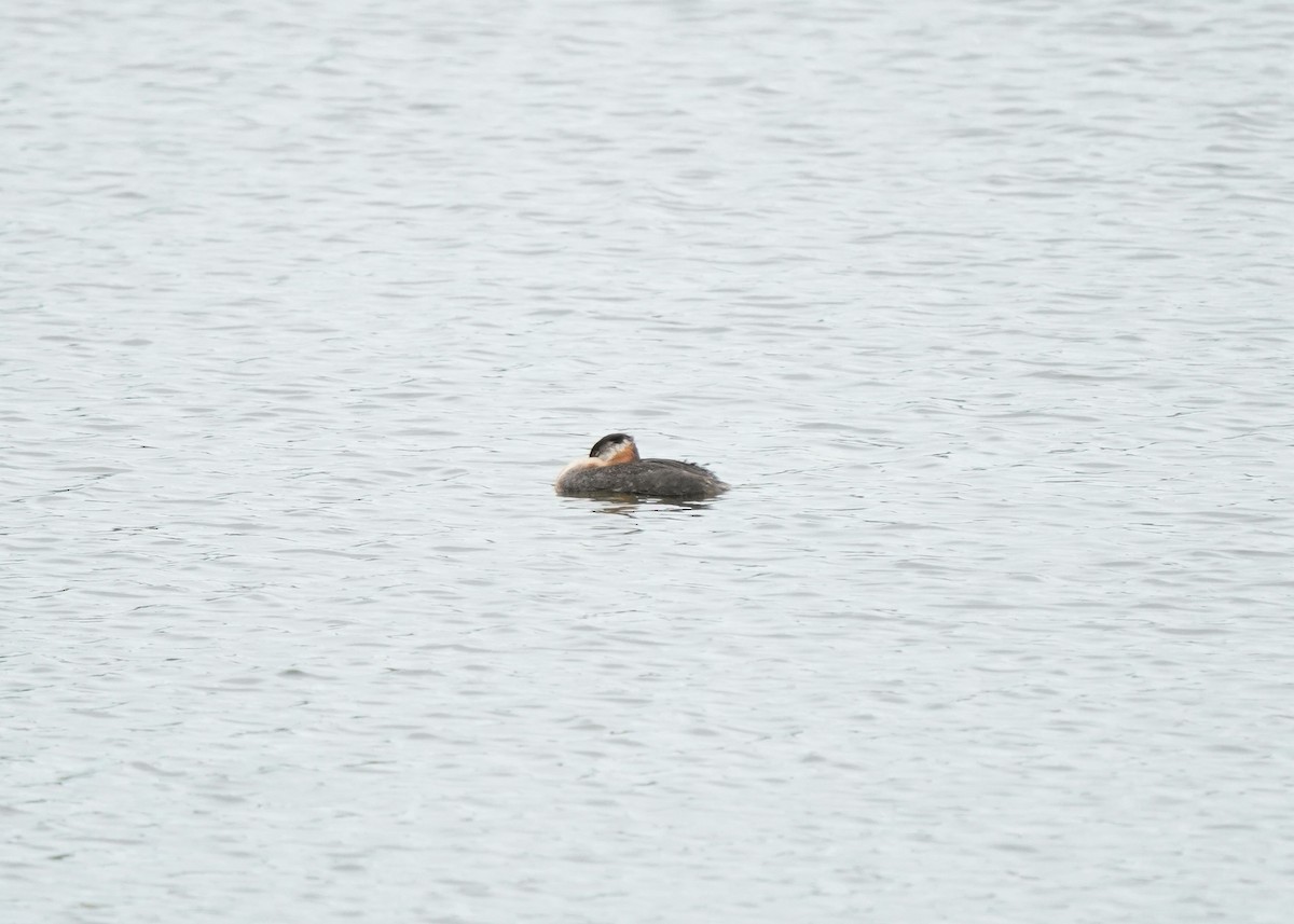 Red-necked Grebe - ML621058626