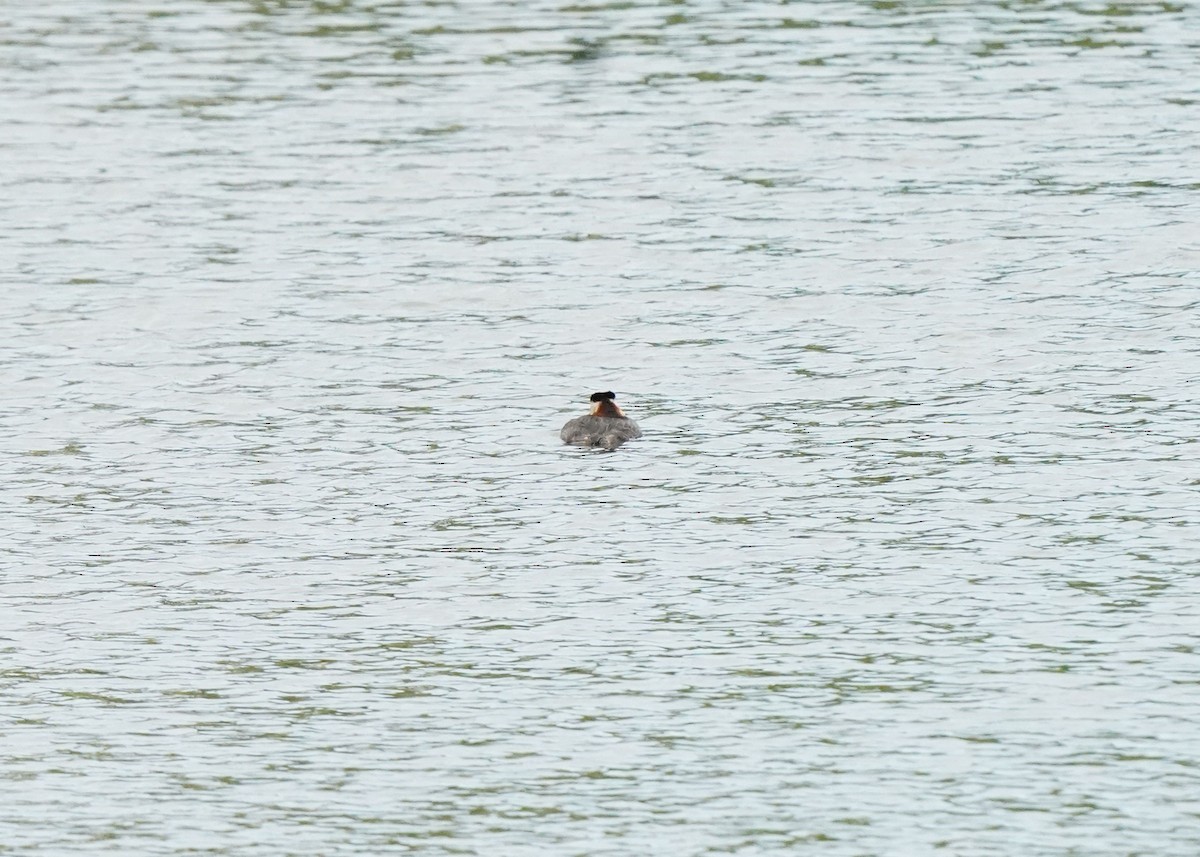 Red-necked Grebe - ML621058627